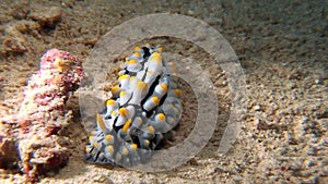 Nudibranch phyllidie mollusc sea slug with round on seabed of Philippine Sea.
