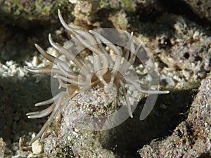 Nudibranch Phyllodesmium briareum