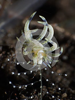 Nudibranch Phyllodesmium sp