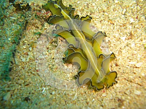 Nudibranch (Pseudobiceros Flowersi) in the filipino sea 7.12.2012