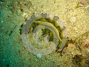 Nudibranch (Pseudobiceros Flowersi) in the filipino sea 7.12.2012