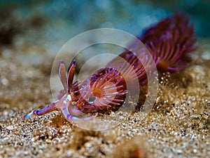 Nudibranch - Pteraeolidia