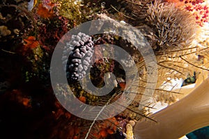 Nudibranch in the red sea