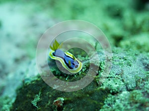 Nudibranch on a reef in Bali