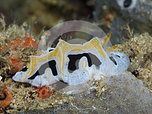 Nudibranch Reticulidia fungia