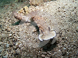 Nudibranch - Risbecia tryoni