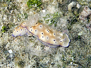 Nudibranch or sea slug photo