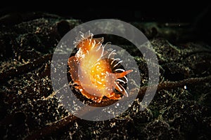 Nudibranch sea slug on colorful seabed.
