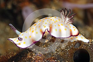 Nudibranch Sea Slug, Hypselodoris pulchella