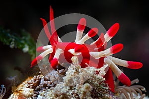 nudibranch sea slug okenia nakamotoensis photo