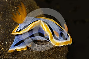 Nudibranch snail