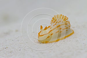 Nudibranch at Surin island