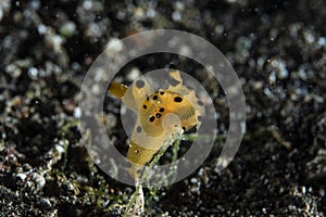 Nudibranch Thecacera sp. 2