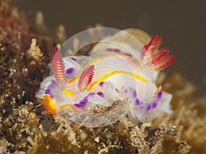 Nudibranch Thorunna florens