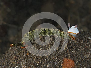 Nudibranch Thuridilla gracilis