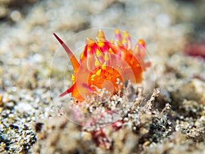 Nudibranch - Trinchesia siboga