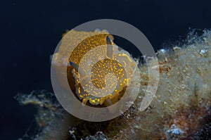 Nudibranch yellow
