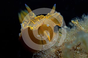 Nudibranch yellow