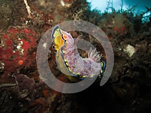 Nudibranch