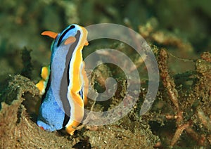 Nudibranch â€“ Chromodoris annae