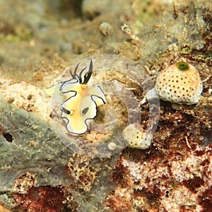 Nudibranch â€“ Chromodoris atromarginata