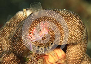 Nudibranch â€“ Flabellina rubrolineata