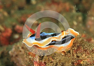 Nudibranch â€“ Four colour chromodoris