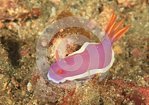 Nudibranch â€“ Noumea romeri