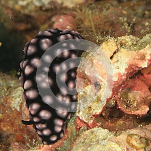 Nudibranch â€“ Phylidiella pustulosa