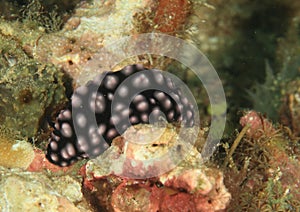 Nudibranch â€“ Phylidiella pustulosa