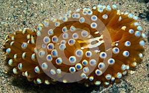 Nudibranch10