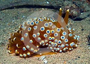 Nudibranch10