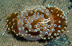 Nudibranch10