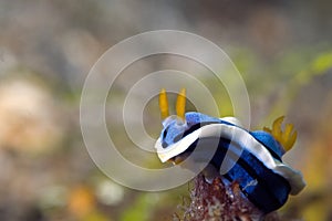 Nudibranche Indonesia Sulawesi