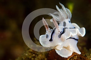 Nudibranche Indonesia Sulawesi