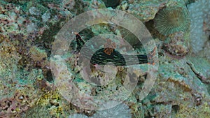 Nudibranche sealife underwater