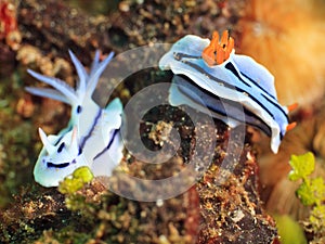 Nudibranches