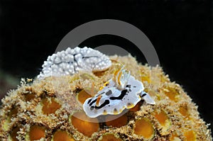 Nudibranches