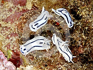 Nudibranchs, Chromodoris lochi