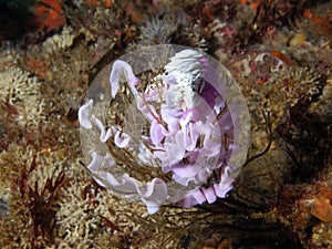Nudibranchs laying eggs