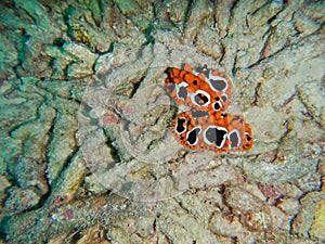 Nudibranchs marine slugs underwater, Phyllidia ocellata