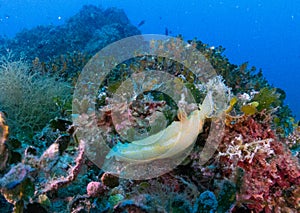 Nudibranchs in their habitat