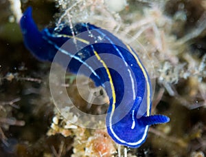 Nudibranchs in their habitat