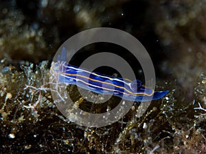 Nudibranchs in their habitat