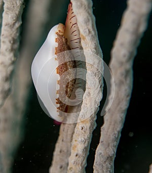 Nudibranchs in their habitat photo