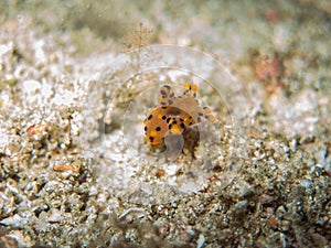 The nudy branch in north Andaman, Thailand