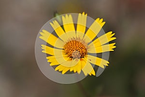 Nug flower Guizotia abyssinica photo