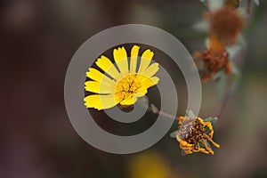 Nug flower Guizotia abyssinica photo