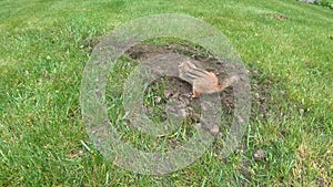 Nuisance Chipmunk burrows hole in the lawn