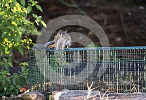 Nuisance Gray Squirrel caught in humane trap